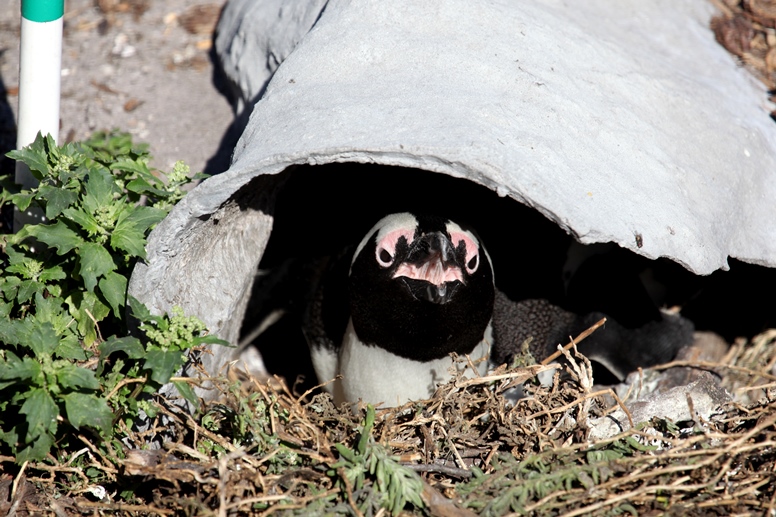 african penguin